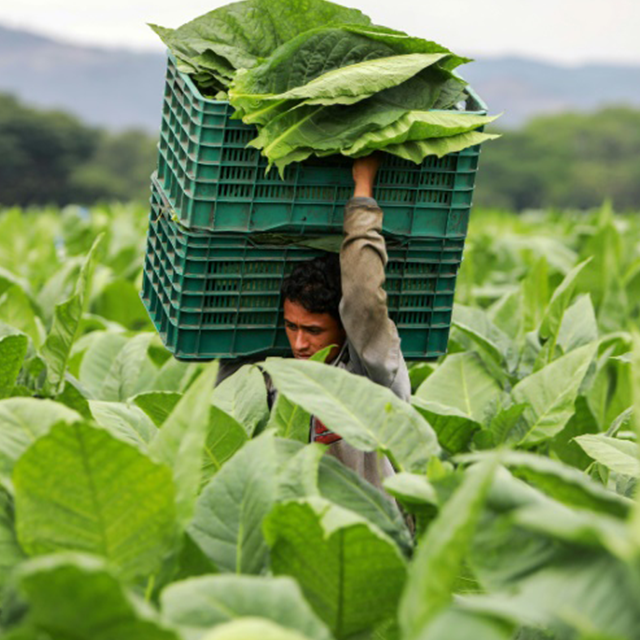 Nicaraguan cigar factories keep it in the family